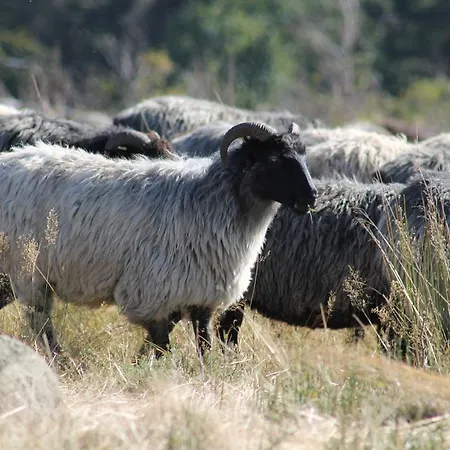 Haus Dupont Villa Winterberg